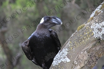 Thick-Billed Raven in Simien Mountains National Park