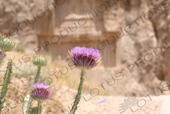 Thistle at Naqsh-e Rustam