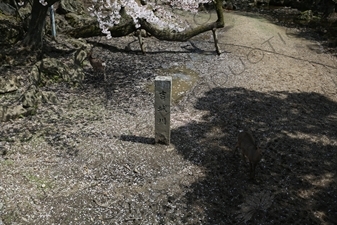 Stone Plaque for Yoshiki River in Nara Park