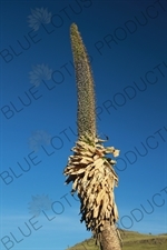 Giant Lobelia in Simien Mountains National Park