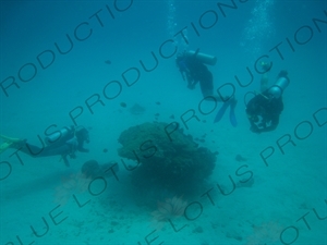 Three Scuba Divers off the Coast of Gili Meno