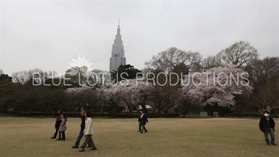 Shinjuku Gyoen National Park Cherry Blossom in Tokyo