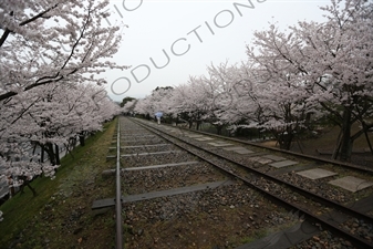 Cherry Blossom Trees on the Biwako Incline in Kyoto