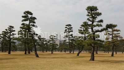 Tokyo Imperial Palace (Kokyo) Trees