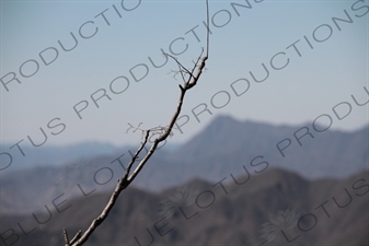 Tree Branch on the Mutianyu Section of the Great Wall of China (Wanli Changcheng) near Beijing