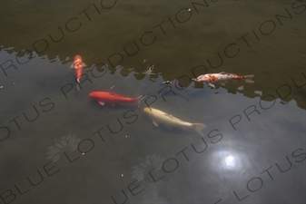 Koi Carp in a Pond in Nara Park