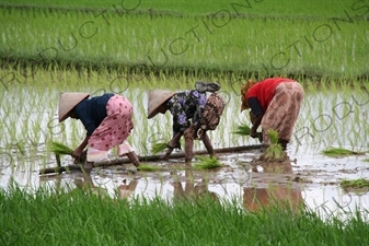 Farmers Planting Rice in Paddy Fields near Yogyakarta