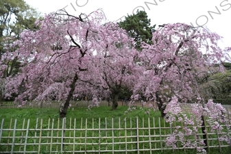 Cherry Blossom in Kyoto Gyoen/Imperial Palace Park in Kyoto