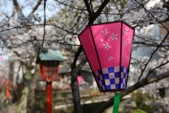 Lantern Hanging in a Cherry Blossom Tree in Kinosaki Onsen