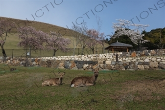 Deer and Cherry Blossom Trees in Nara Park