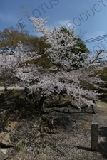 Cherry Blossom Tree in Nara Park