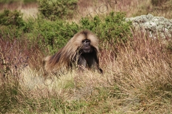 Baboon in Simien Mountains National Park