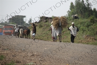 Road Leading to the Blue Nile Falls