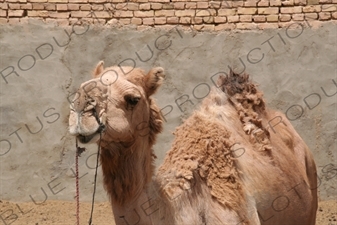 Camel in Meybod