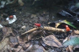 Strawberry Poison Dart Frogs in Arenal Volcano National Park