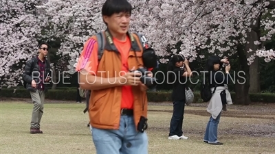 People Photographing Cherry Blossom in Shinjuku Gyoen National Park in Tokyo