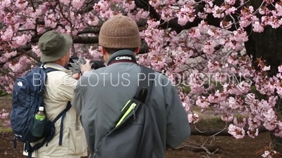 People Photographing Cherry Blossom in Shinjuku Gyoen National Park in Tokyo