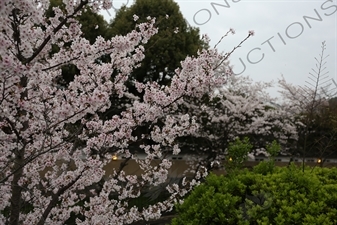 Cherry Blossom Trees on the Biwako Incline in Kyoto