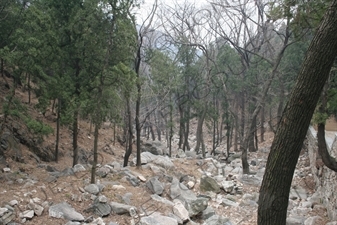 Forest at the Foot of Mount Tai (Tai Shan) in Shandong Province