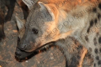 Hyenas Waiting to be Fed near Harar