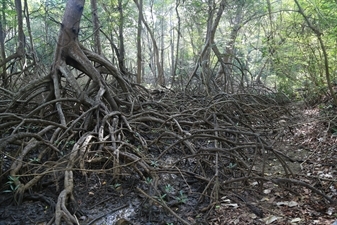 Mangroves in the Rainforest in Nosara