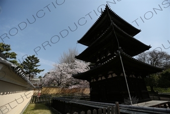 Three Storey Pagoda (Sanju-no-to) and Cherry Blossom Trees in Kofukuji in Nara