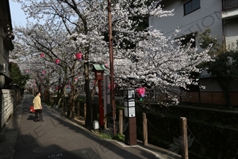 Lanterns Hanging in Cherry Blossom Trees in Kinosaki Onsen