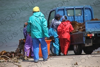 People Loading Kelp on to a Truck on Rebun