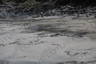 Red Fiddler Crabs on Playa Guiones in Nosara