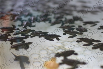 Turtle Hatchlings in a Tank on Gili Meno