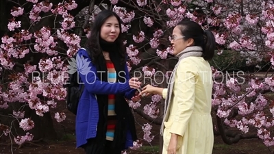 People Photographing Cherry Blossom in Shinjuku Gyoen National Park in Tokyo