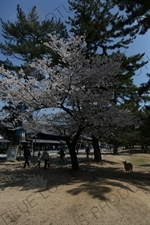 Cherry Blossom Tree in Nara Park