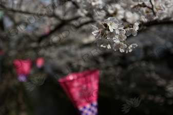 Lanterns Hanging in Cherry Blossom Trees in Kinosaki Onsen