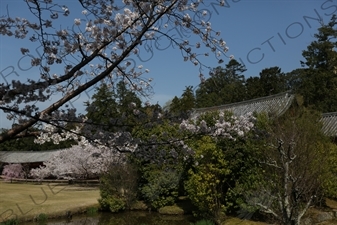 Cherry Blossom outside Big Buddha Hall (Daibutsuden) of Todaiji in Nara