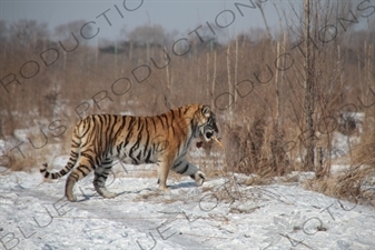 Siberian Tiger with a Chicken at the Siberian Tiger Park in Harbin