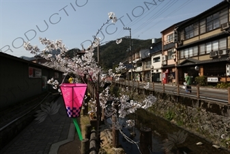 Lantern Hanging in Cherry Blossom Tree in Kinosaki Onsen