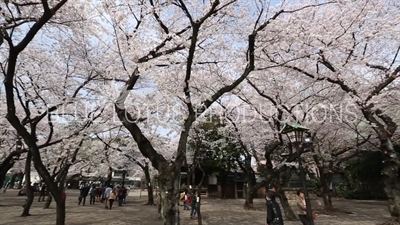 Yasukuni Shrine (Yasukuni-jinja) Cherry Blossom in Tokyo