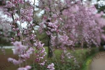 Cherry Blossom in Kyoto Gyoen/Imperial Palace Park in Kyoto