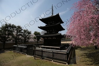 Three Storey Pagoda (Sanju-no-to) and Cherry Blossom Trees in Kofukuji in Nara