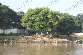 Bank of Lake Tana