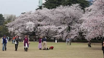Shinjuku Gyoen National Park Cherry Blossom Trees in Tokyo