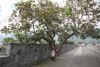 Old City wall in Dali