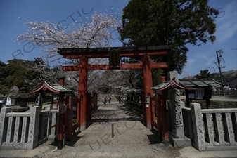 Torii of Himuro Jinja in Nara