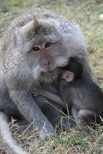 Crab Eating Macaque Nursing her Infant at the Ubud Monkey Forest in Bali