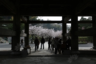 Cherry Blossom Trees around the Sanmon of Kencho-ji in Kamakura