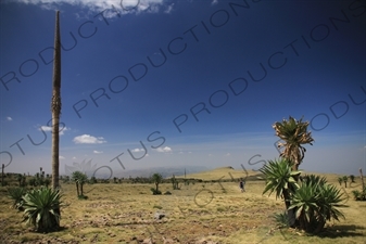 Simien Mountains National Park