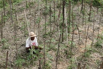 Farmer Planting Vines in Bali