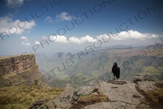 Thick-Billed Raven in Simien Mountains National Park