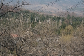 Pagoda Forest at the Shaolin Temple in Dengfeng