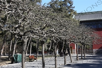 Trees next to the West Holy Gate in the Temple of the Sun Park (Ritan Gongyuan) in Beijing